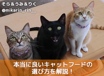 本当に良いキャットフードの選び方を解説!おすすめランキングも紹介-サムネイル画像